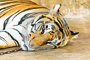Tiger with chain sleep