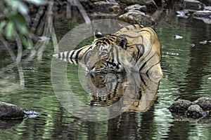 Tiger chilling in the cool water in the forest.