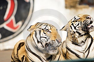 Tiger of circus photo