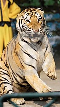 Tiger of circus photo