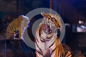 Tiger at the circus arena