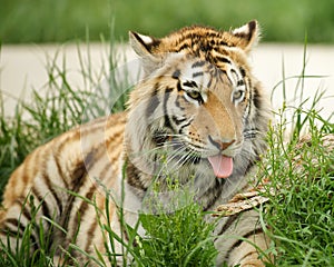 Tiger cleaning in the grass.