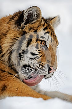Tiger cleanup himself by tongue