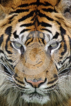 Tiger at close