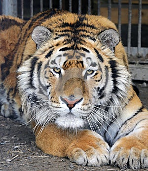 Tiger close up, carefully examining prey