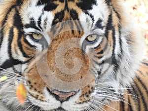 Tiger - Close up of face and eyes