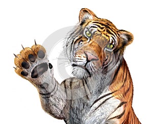 Tiger close up, facing the viewer.