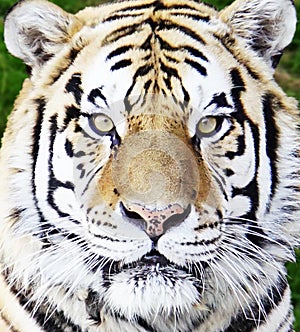Tiger, closeup