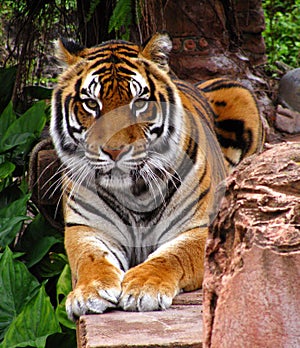 Tiger Closeup Face On