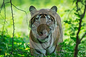 A tiger closeup sighted in monsoon when forest is green carpet at Ranthambore Tiger Reserve, India