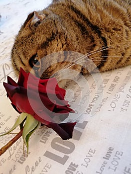 A tiger - colored cat sniffs a scarlet rose.