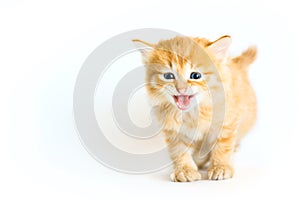 Tiger colored kitten meowing on the white backgro