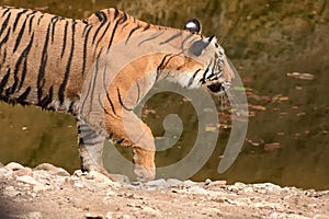 Tiger coming out of waterhole and stalking