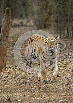 Tiger coming out of woods in front of a vehical l in evening hours
