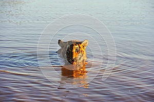 Tiger cooling off in the water