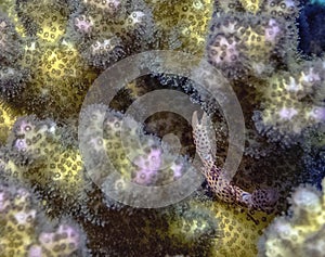 A Tiger Coral Crab Trapezia tigrina in the Red Sea