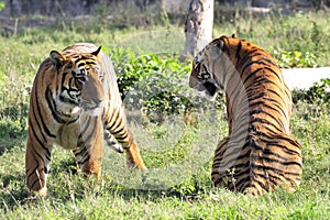 Tiger couple