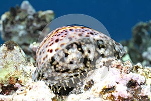 Tiger Cowrie