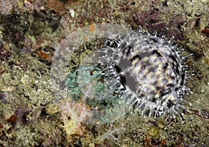 Tiger Cowrie (Cypraea tigris) photo