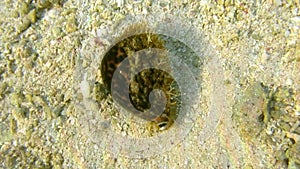 Tiger Cowrie - Cypraea tigris