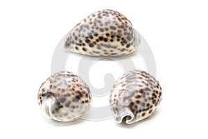 Tiger cowrie Cypraea tigris seashell