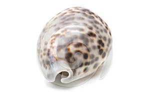 Tiger cowrie Cypraea tigris seashell photo