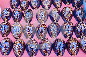 Tiger cowrie (Cypraea tigris) shells for sale in the beach market. Cypraea tigris is a species of cowry, a large sea snail, a mar