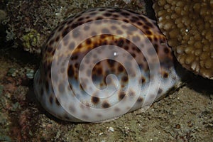 Tiger cowrie