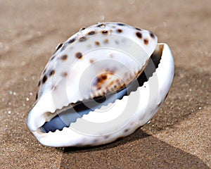 Tiger Cowrie Sea Shell lying on wet sand on the beach. Cypraea tigris.