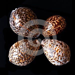 Tiger Cowrie Seashells. Cypraea Tigris Linne