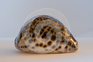 Tiger Cowrie Shell. Cypraea Tigris Linne