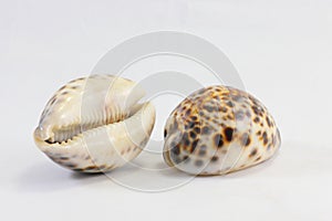 Tiger Cowry