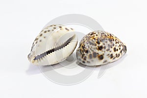 Tiger Cowry