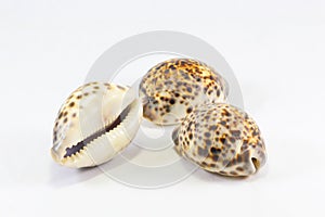Tiger Cowry