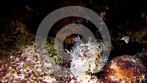 Tiger cowry Cypraea tigris in the night in Lembeh strait Sulawesi