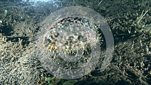 Tiger cowry Cypraea tigris in the night on the sand in Zulu sea Dumaguete