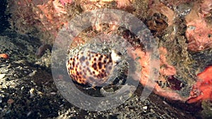 Tiger cowry Cypraea tigris in the night on the sand in Zulu sea Dumaguete