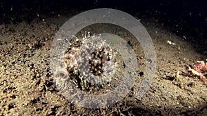 Tiger cowry Cypraea tigris in the night on the sand in Zulu sea Dumaguete