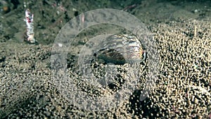 Tiger cowry Cypraea tigris in the night with shrimp on the sand in Zulu sea Dumaguete