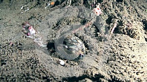 Tiger cowry Cypraea tigris in the night with shrimp on the sand in Zulu sea Dumaguete