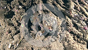 Tiger cowry Cypraea tigris in the night with shrimp on the sand in Zulu sea Dumaguete