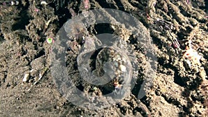 Tiger cowry Cypraea tigris in the night with shrimp on the sand in Zulu sea Dumaguete