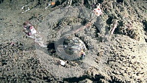 Tiger cowry Cypraea tigris in the night with shrimp on the sand in Zulu sea Dumaguete