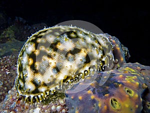 Tiger Cowry