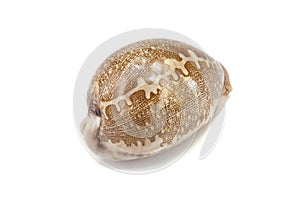 Tiger Cowry on white background