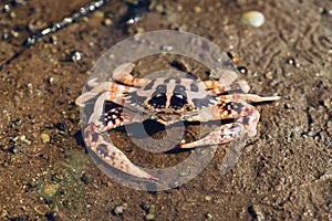 Tiger Crab walking over low tide in mangrove forest at Toong Pronge Bay in Chon Buri, Sattahip District, Thailand