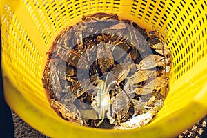 Tiger Crabs inside yellow plastic basket for CSR in mangrove forest at Toong Pronge Bay in Chon Buri, Sattahip District, Thailand