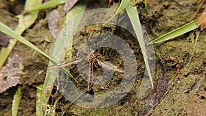 Tiger crane fly. Haltere under the wing. Like mosquito. Insect, bug, swamp