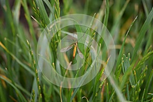 Tiger-cranefly photo