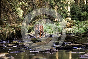 Tiger in the creek. Tiger runs behind the prey. Hunt the prey in tajga in summer time. Tiger in wild summer nature. Action wildlif photo
